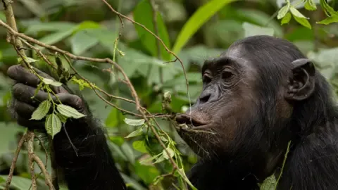 Wild Chimps Ingesting the Equivalent of a Beer Each Day from Overripe Fruits, Study Reveals